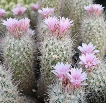Escobaria strobiliformis